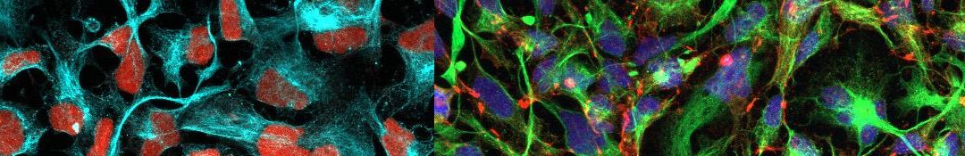 Neuroscienze