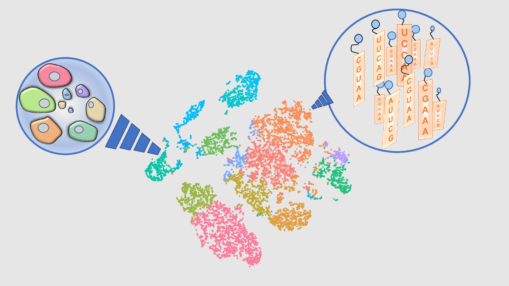 Single Cell Genomics